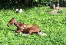 Horsing About: Nag flouts lockdown rules in Tunbridge Wells park ahead of PM’s expected restriction relaxation changes