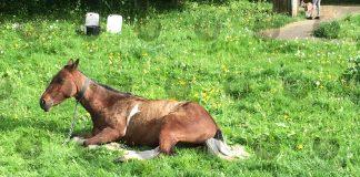 Horsing About: Nag flouts lockdown rules in Tunbridge Wells park ahead of PM’s expected restriction relaxation changes