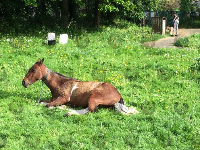 HORSE FLOUTS SUNBATHING LOCKDOWN RULES IN TUNBRIDGE WELLS PARK