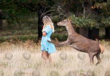 ‘Oh deer – Whambi’ – Instagrammer posing for a ‘selfie’ who gets too close is attacked by a deer in Richmond Park