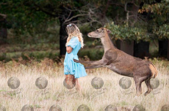 DEER ATTACKS INSTAGRAM SELFIE WOMAN AFTER SHE GETS TOO CLOSE IN RICHMOND PARK