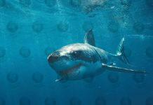 Massive great white eats local swimmer in Sydney, Australia