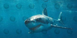 Massive great white eats local swimmer in Sydney, Australia