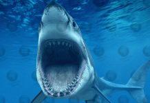 Massive great white eats local swimmer in Sydney, Australia
