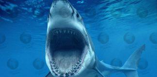 Massive great white eats local swimmer in Sydney, Australia